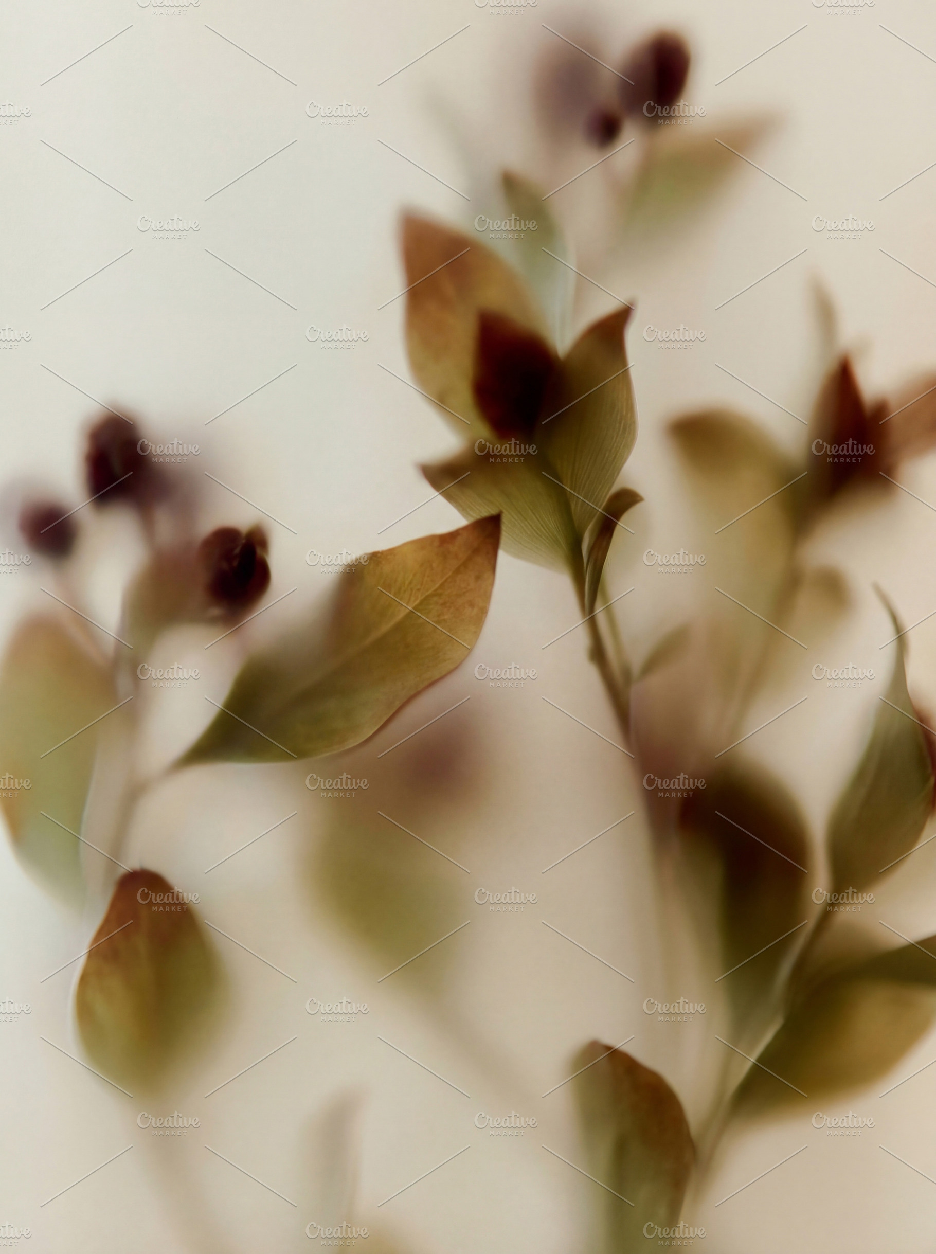 Soft focus botanical abstract, a Nature Photo by Virgo Studio