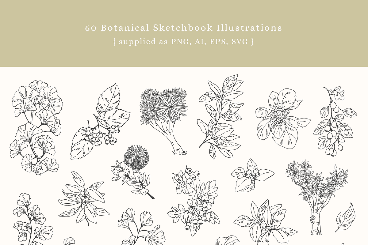Botanical Sketch Vector Illustration, a Decorative Illustration by Emma Webb Studio (Photo 4 of 7)