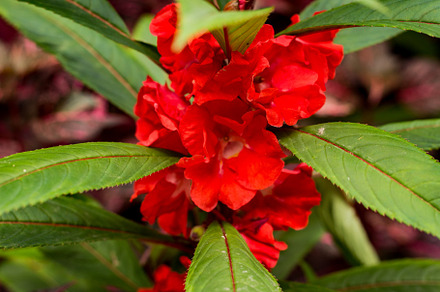 Red tropical flower