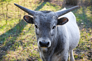 Young gray bull with prominent horns standing in a grassy field,, an Animal Photo by Ales Munt