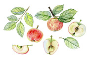 Apples, a Food Illustration by Watercolor life (Thumbnail 2 of 3)