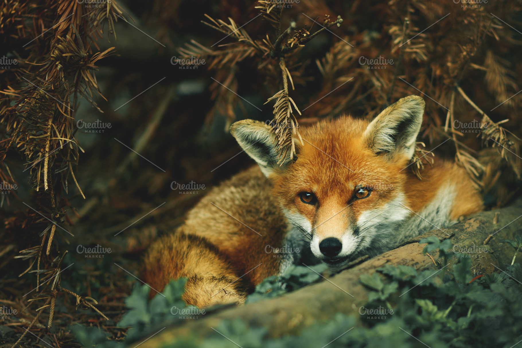 Fox Curled Up In Woodland, an Animal Photo by René Jordaan Photography