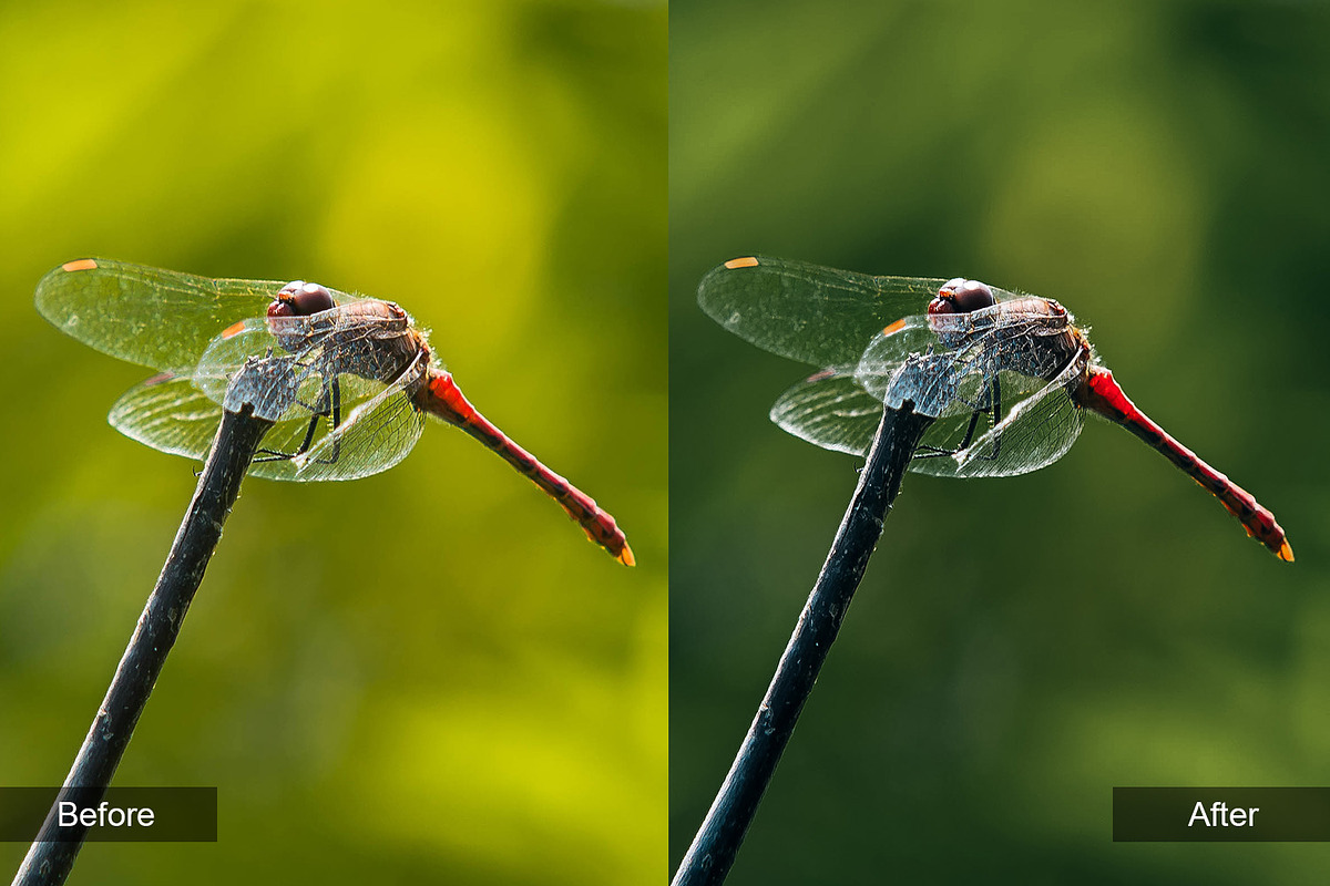 Nature Preset Pack 4, a Preset Add-On by MadeRed (Photo 4 of 11)