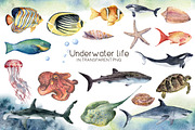 Underwater ocean watercolor clipart, an Animal Illustration by Yuliya Derbisheva (Thumbnail 3 of 10)