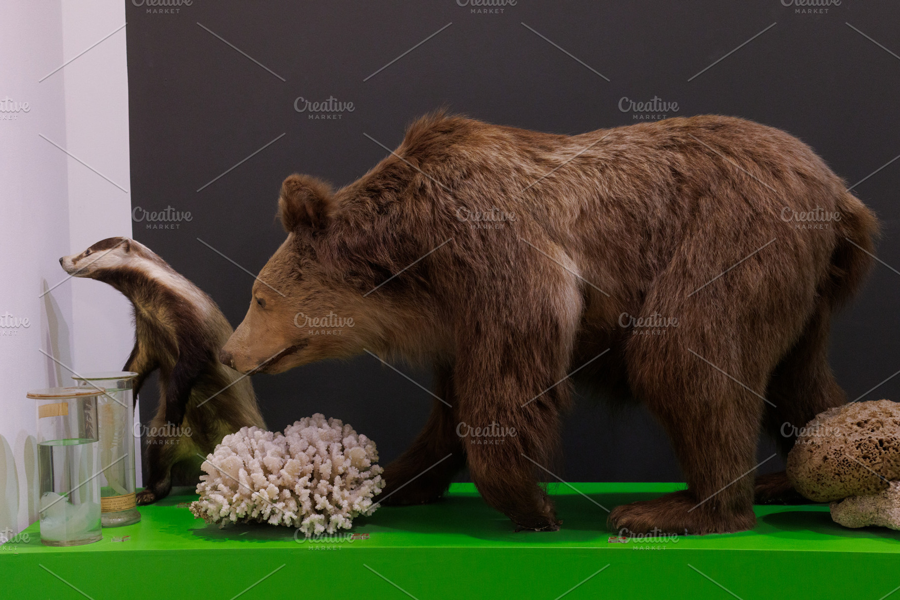 Taxidermied brown bear and badger, an Animal Photo by Bepslabor