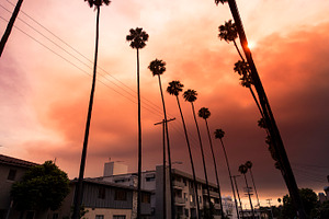 Palm Trees Los Feliz Sunset