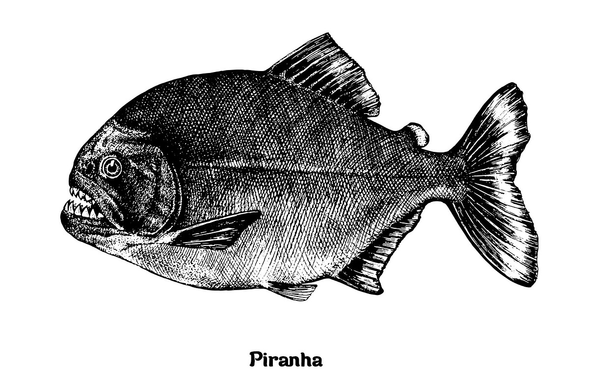 Fish collection, part 4, an Illustration by ZotovShop (Photo 7 of 11)