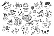 Spices and Herbs. Vector, an Illustration by Olga Olmix (Thumbnail 2 of 2)