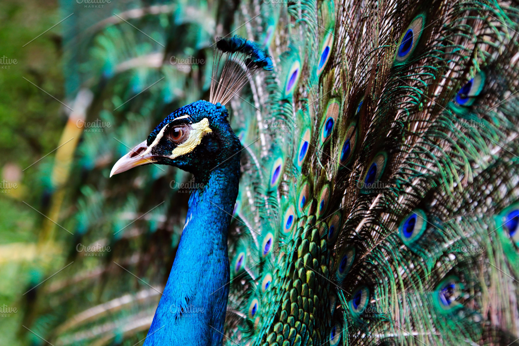 Peacock, a Photo by saiko3p