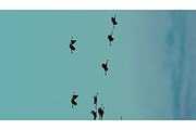 Eastern Europe. Birds Winter, an Animal Photo by Our Amazing World (Thumbnail 1 of 2)