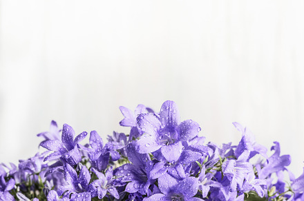 Purple bell flowers, a Nature Photo by VICUSCHKA