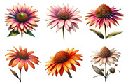 Watercolor Coneflower PNG Clipart, a Graphic by CitraGraphics (Thumbnail 2 of 4)