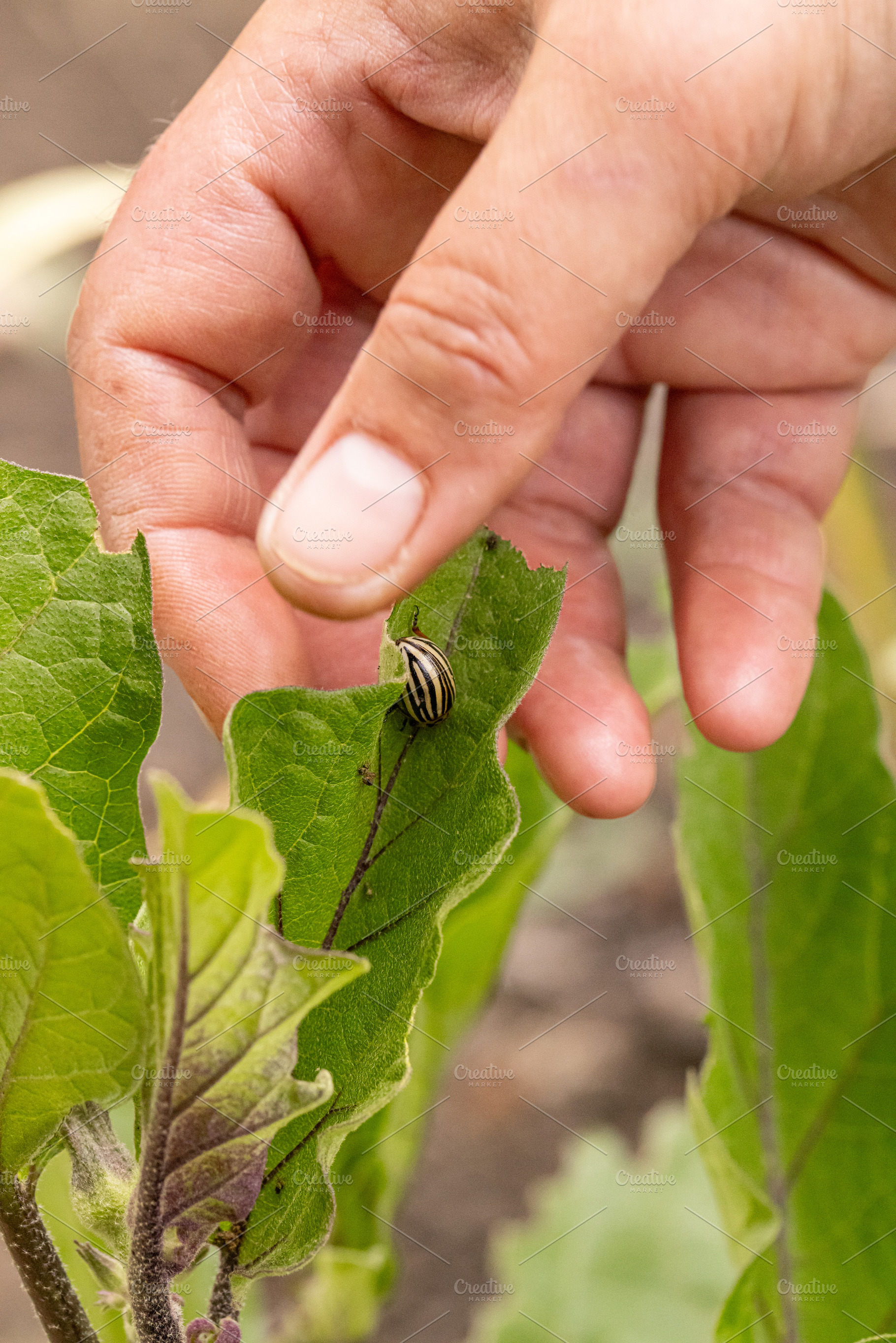 Farmer finding colorado potato beetle, a Photo by Grafvision photography
