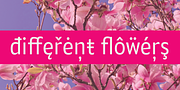 Alamia, a Sans Serif Font by Ani Dimitrova (Thumbnail 11 of 12)