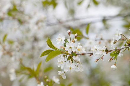 Blooming white cherry in spring day featuring blossom, flower, and white, a Nature Photo by oleghz