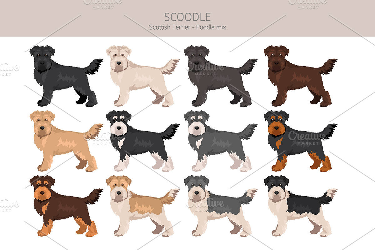 Scoodle, Scottiepoo dog mix, an Animal Illustration by pet design shop (Photo 2 of 6)