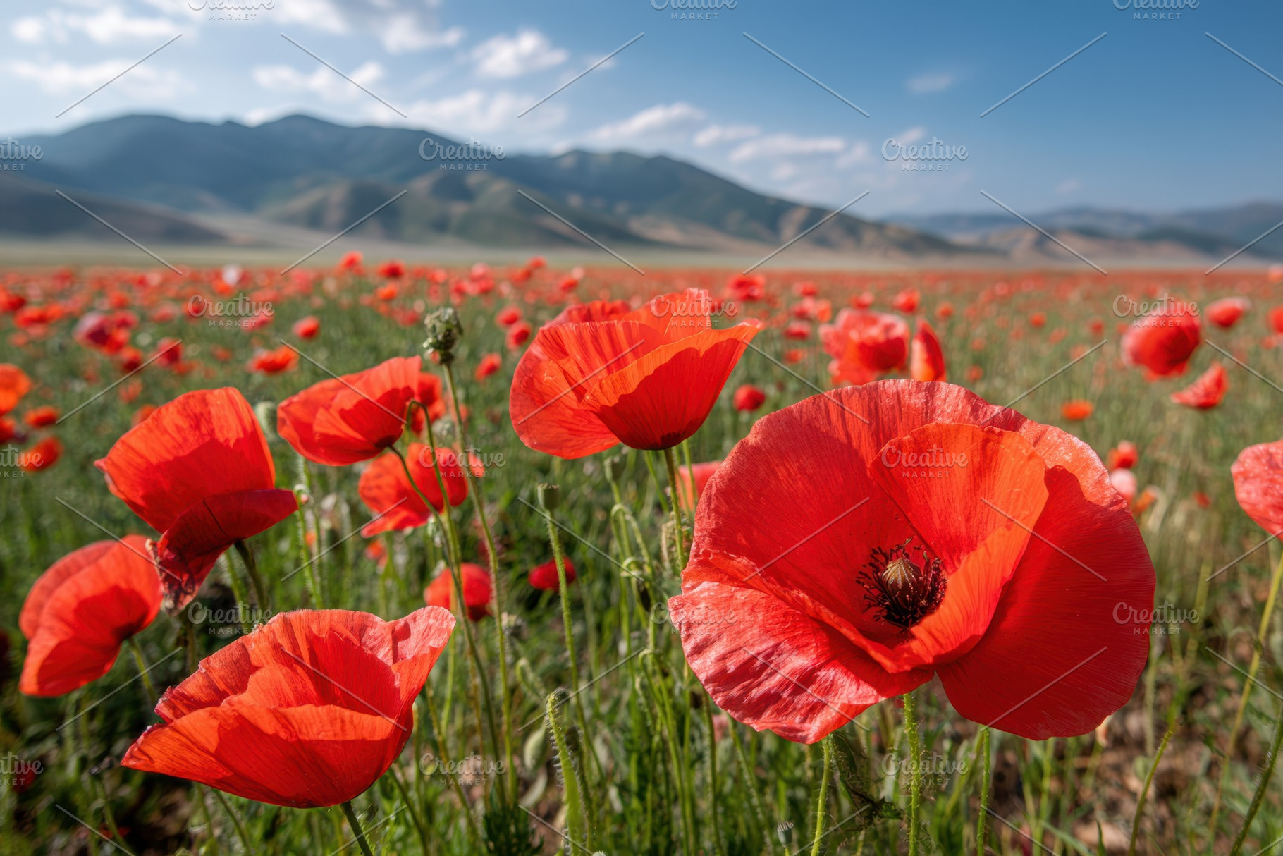 Vibrant poppy field under blue sky, a Nature Photo by AlyaAnd