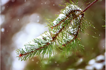 Fir tree branches, a Nature Photo by Nature and travel