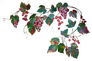 Watercolor grape set + Bonus 4 BG., a Decorative Illustration by redstudio (Thumbnail 8 of 11)