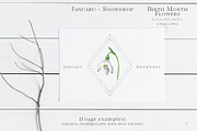 Snowdrop Birth Month Flower Clipart, an Illustration by Ksenia Shmakova (Thumbnail 4 of 9)