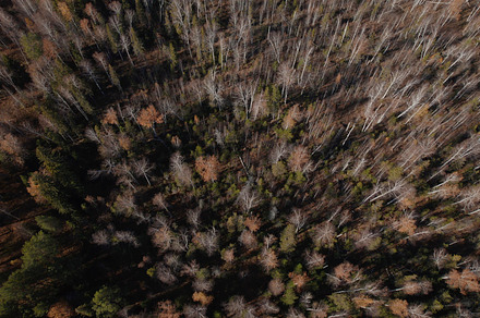 Closeup of colorful autumn forest in Ural