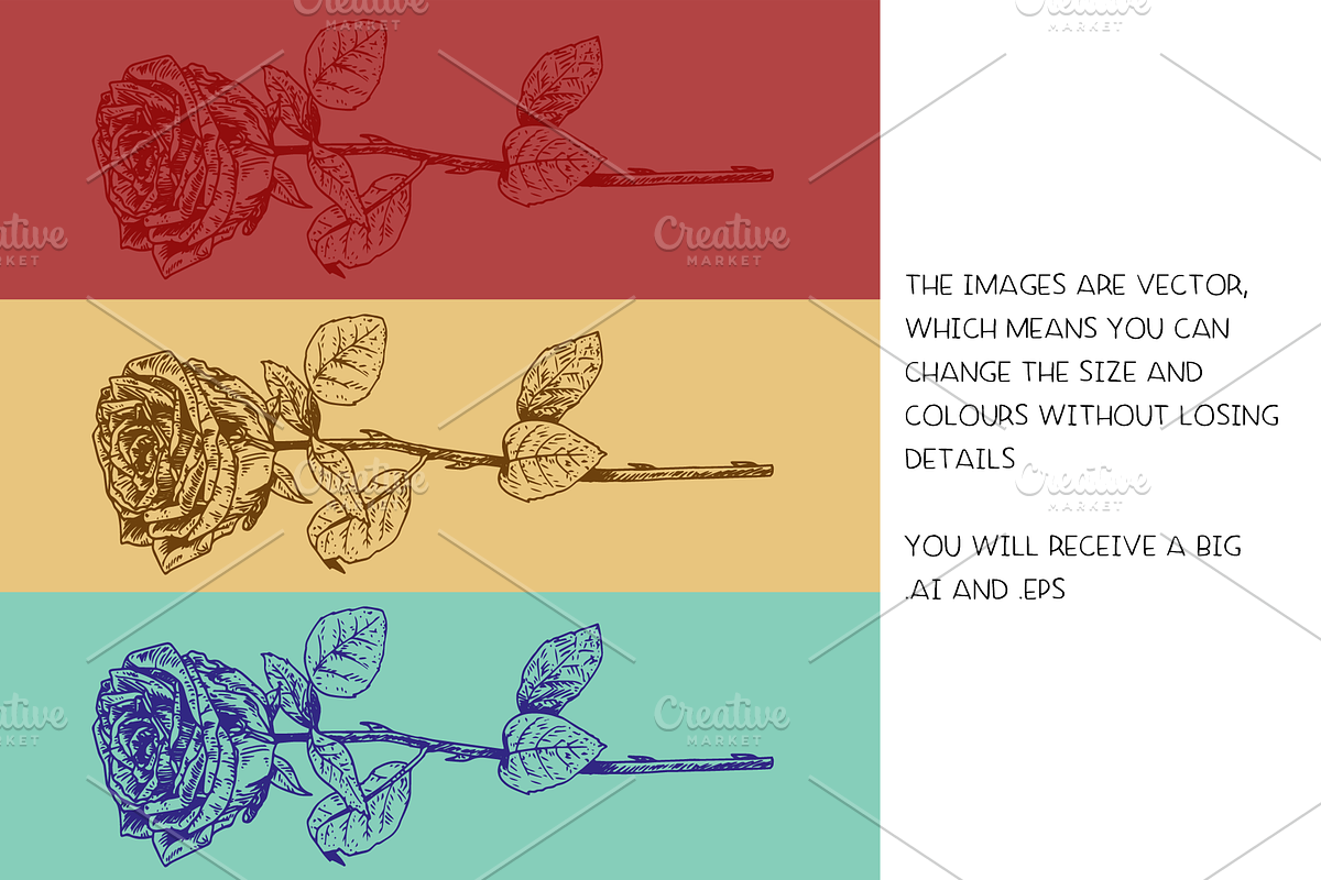 Social democracy roses - vector, a Decorative Illustration by Renée from Studio neetje (Photo 4 of 5)