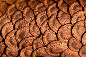 Macro texture of brown pine cone, a Background Photo by Pakosta