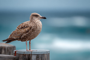 Juvenile seagull perched on wooden p, a Photo by Pixeness Studio