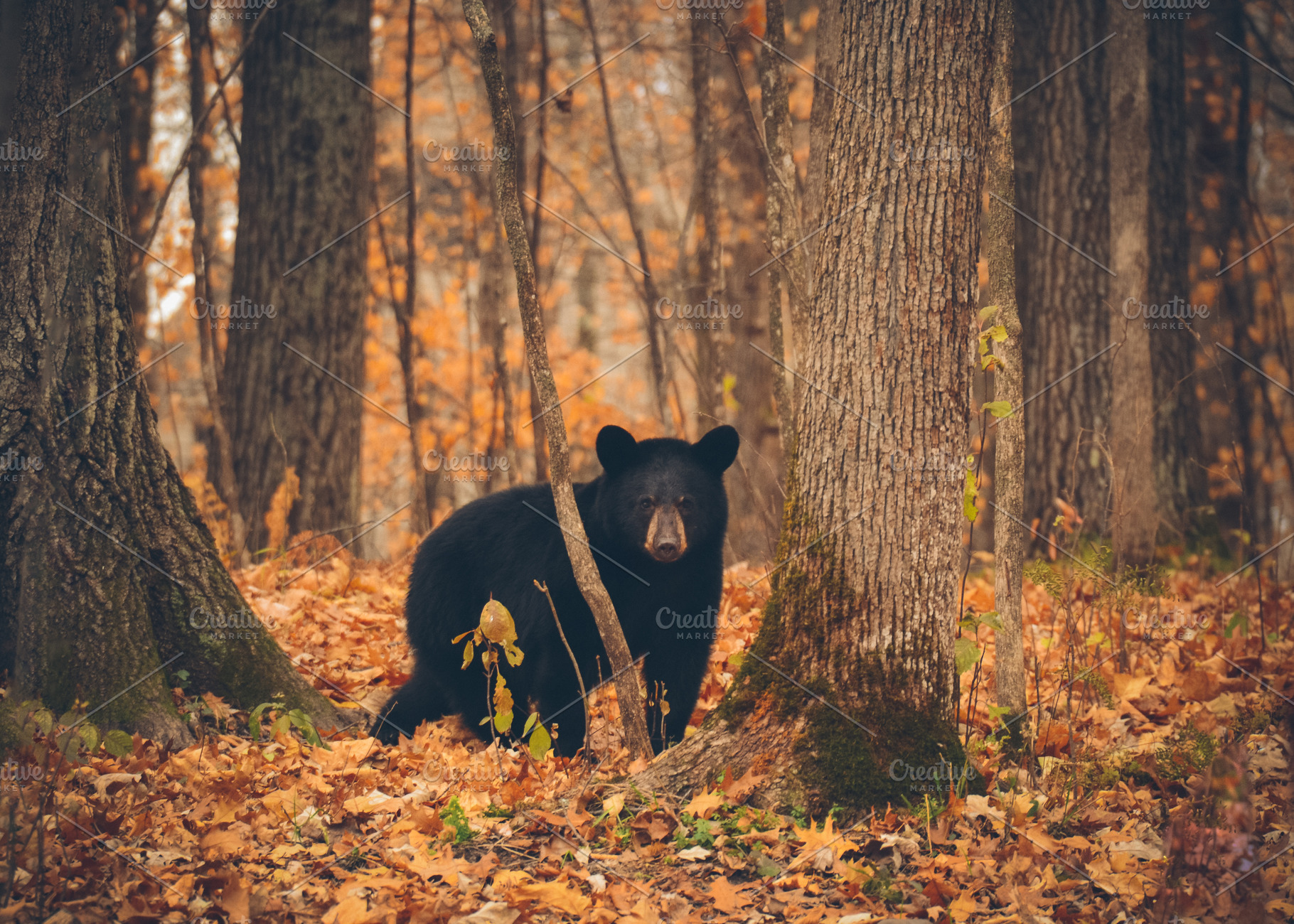Big Black Bear in the Woods, an Animal Photo by Vanilla Extinction