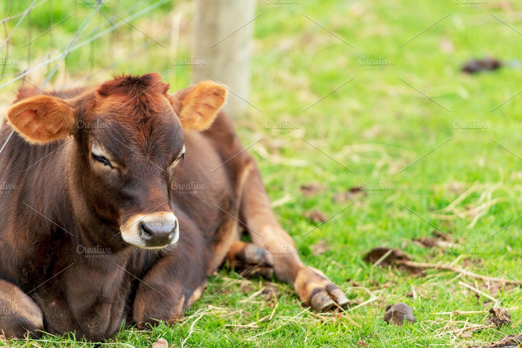 Brown Cow In Field, an Animal Photo by THP Creative