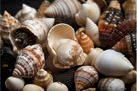 Seashells ocean closeup photo, an Animal Photo by Ylivdesign