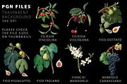 Fruit illustrations pack 2, a Food Illustration by Padrinan (Thumbnail 3 of 5)