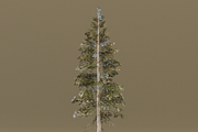 The Norway Spruce Tree, a Plants & Tree 3D Model by FuturePastCreatives (Thumbnail 7 of 7)