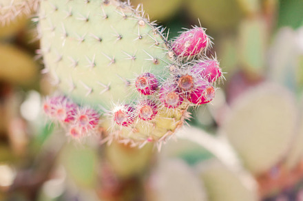 blooming cactus