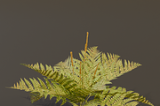 The Cinnamon Fern Bush, a Plants & Tree 3D Model by FuturePastCreatives (Thumbnail 2 of 13)