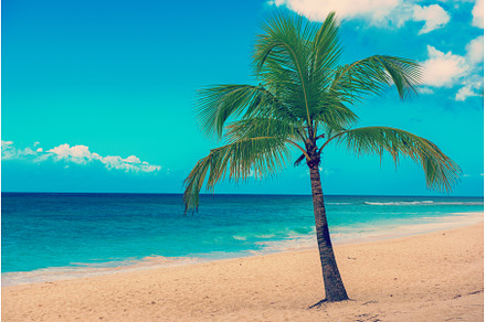 Single palm tree in exotic tropical, a Nature Photo by Nature and travel
