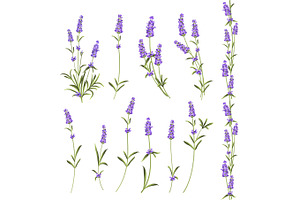 Set Of Lavender Flowers.