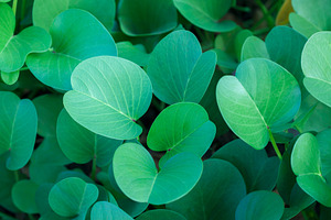 Green oval leaves background featuring green, leafs, and leaves