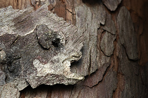 Bark of a Outeniqua Yellowwood tree, a Nature Photo by Rob D Animal Photography