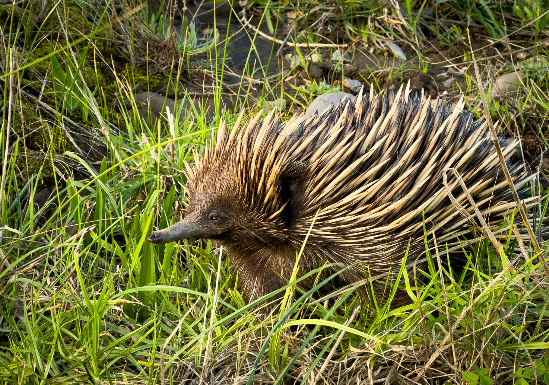 Echidna In The Wild Closeup, an Animal Photo by THP Creative