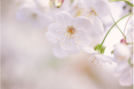 Cherry spring flowers, a Nature Photo by Nature and travel