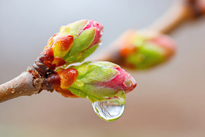 Close-up of pink flower buds on a branch, a Nature Photo by AlyaAnd