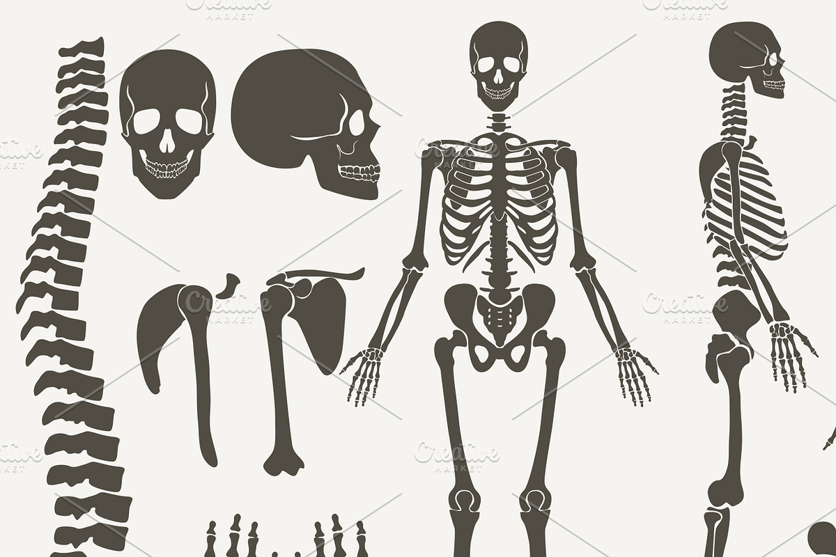 Human bones skeleton silhouette set, a Background Graphic by Lemberg Vector