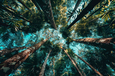 Looking upward in a vibrant tropical, a Photo by Tanuart
