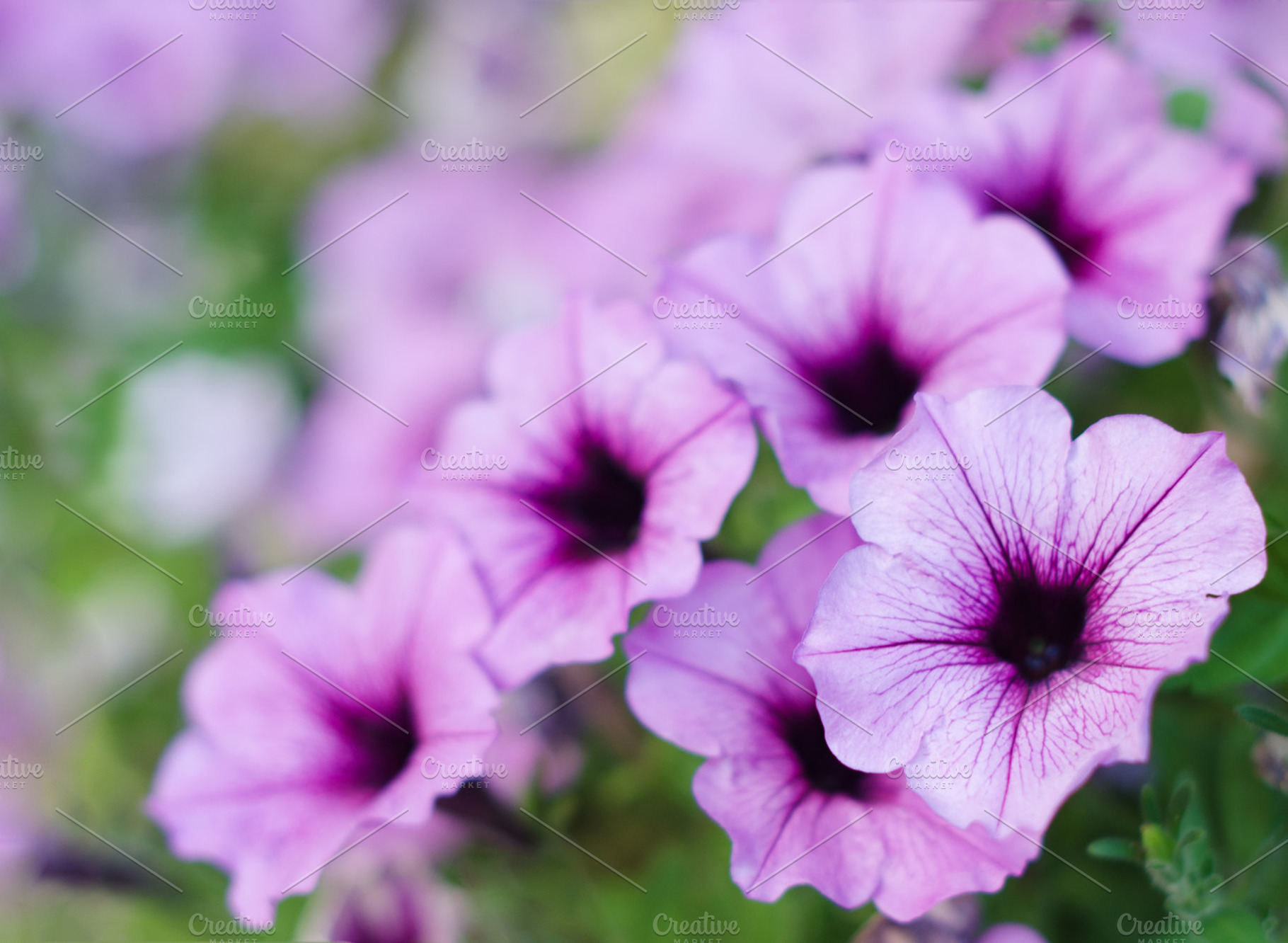 Surfinia petunia flowers, a Nature Photo by Lenka_X