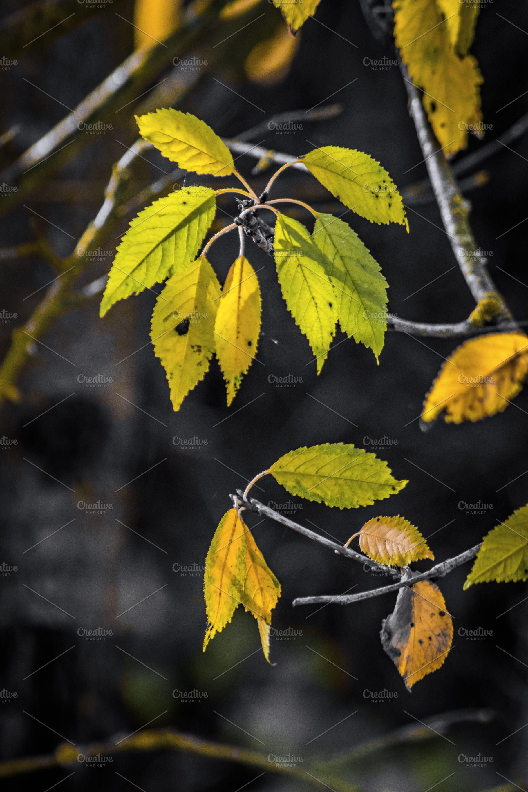 The Magic of Autumn #1, a Nature Photo by jakub_kopecky