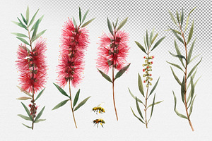 Callistemon Watercolor Flowers