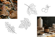 Mushroom Harvest Autumn Doodle Set, a Seasonal Illustration by Contes_de_fée (Thumbnail 6 of 9)
