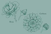 8 hand drawn flowers and herbs, a Graphic by celandine (Thumbnail 4 of 5)