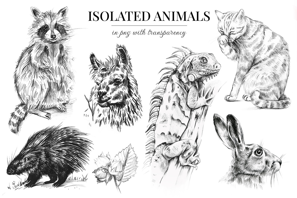 Wild animals. Sketch edition. 22 PNG, an Animal Illustration by Art by Lady Natali (Photo 4 of 6)